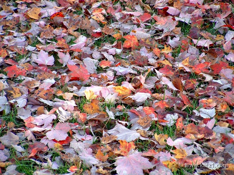 fall colors 10